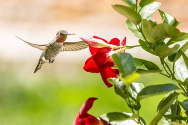 Beautiful Wild Hummingbird in Flight clipart