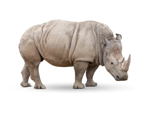 Einzelnes Breitmaulnashorn Isoliert Auf Weiß — Stockfoto