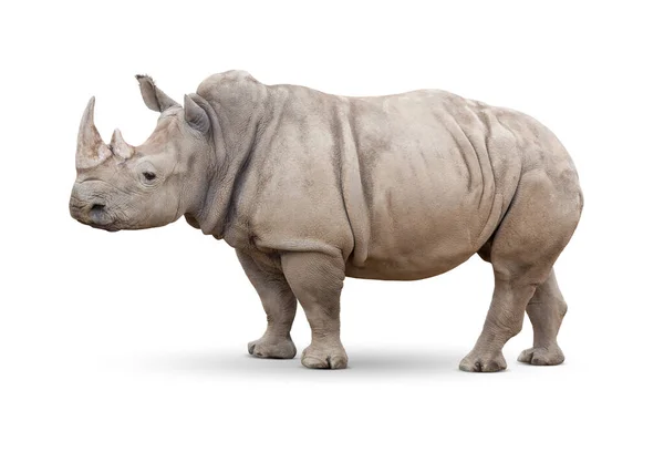 Einzelnes Breitmaulnashorn Isoliert Auf Weiß — Stockfoto