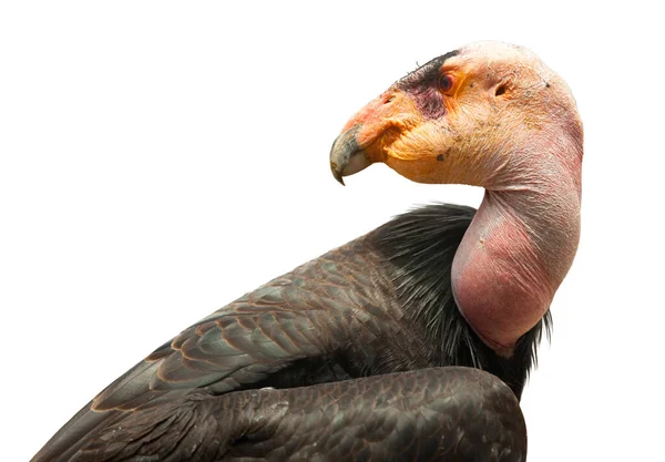 Profil California Condor Izolovaný Bílém — Stock fotografie