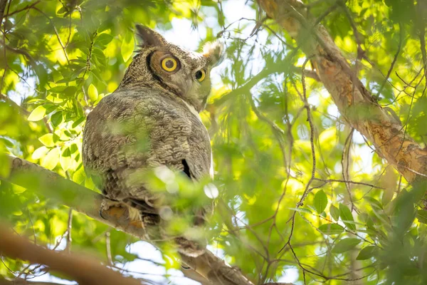 Yellow Eyed Great Horned Owl Resting Tree — стоковое фото
