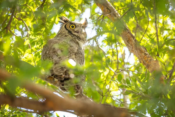 Yellow Eyed Great Horned Owl Resting Tree — стоковое фото