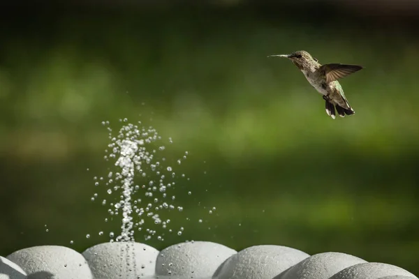 Piękny Dziki Koliber Locie — Zdjęcie stockowe