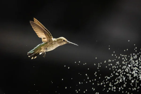 Bonito Beija Flor Selvagem Voo — Fotografia de Stock