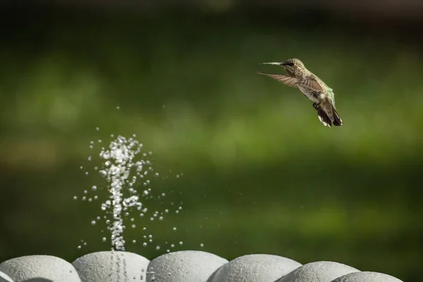 Hermoso Colibrí Salvaje Vuelo — Foto de Stock