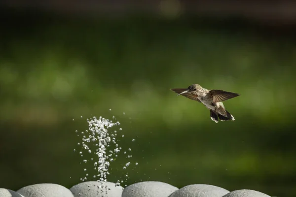 Schöne Wilde Kolibris Flug — Stockfoto