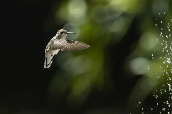Schöne Wilde Kolibris Flug — Stockfoto