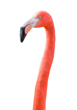 Beautiful Flamingo Isolated on White Background.