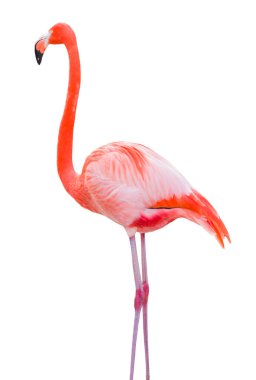 Beautiful Flamingo Isolated on White Background.