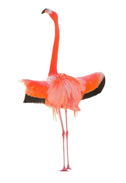 Beautiful Flamingo Isolated White Background — Stok fotoğraf