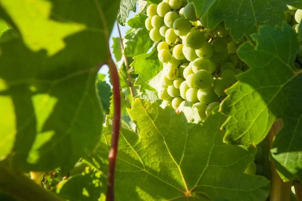 Lush White Grape Bushels Vineyard Morning Sun — Stock Photo, Image