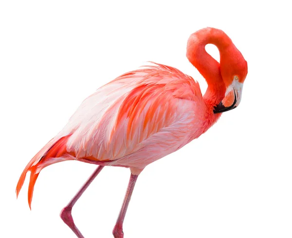 Beautiful Flamingo Isolated White Background — Foto de Stock