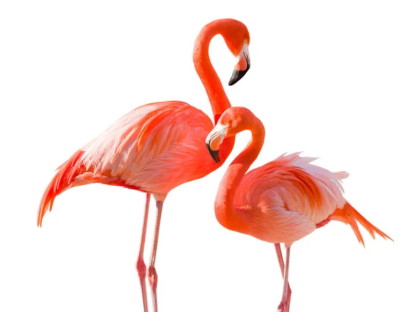 Par Belos Flamingos Isolados Fundo Branco — Fotografia de Stock