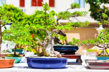 Japon bonsai ağaçlar