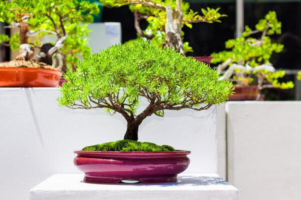 Japanese bonsai trees