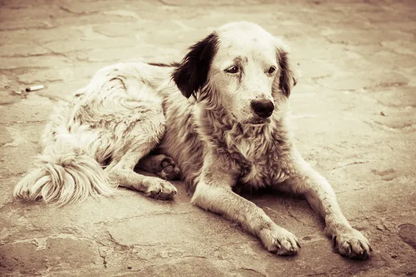 Cane senzatetto e affamato — Foto Stock