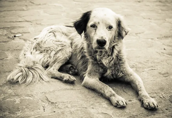 Triest en daklozen hond — Stockfoto