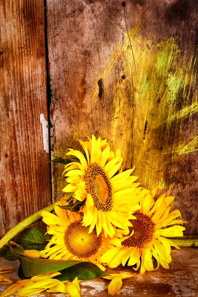 Girasoles junto a un fondo rústico de madera —  Fotos de Stock