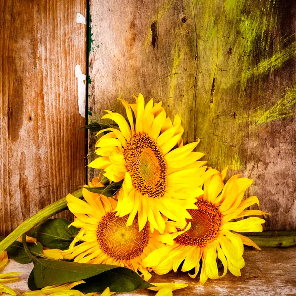 Girasoles junto a un fondo rústico de madera —  Fotos de Stock