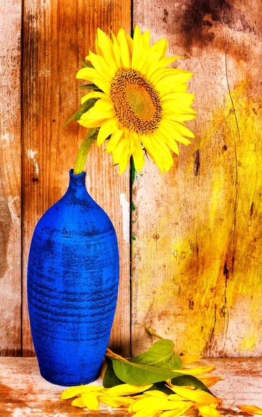 Girassol em um vaso azul com um fundo de tábuas de madeira velha — Fotografia de Stock