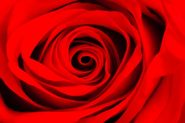 Macro image d'une rose rouge — Photo