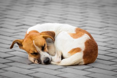 Sokakta uyumayı terkedilmiş köpek