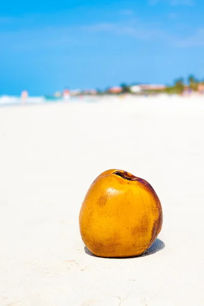 Coco en una playa de arena en Cuba —  Fotos de Stock
