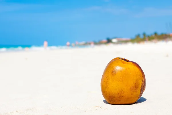 Coco en una playa de arena en Cuba —  Fotos de Stock