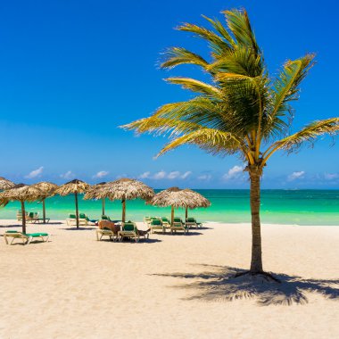 bir Hindistan cevizi ağacı ile Küba'da Varadero beach
