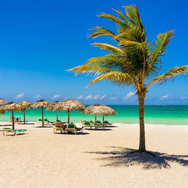 Playa Varadero en Cuba con un cocotero —  Fotos de Stock