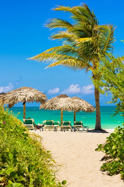 Παραλία του Βαραδέρο στην Κούβα με ένα Φοινικιά — Φωτογραφία Αρχείου