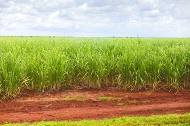 Sugar cane plantation in Cuba clipart