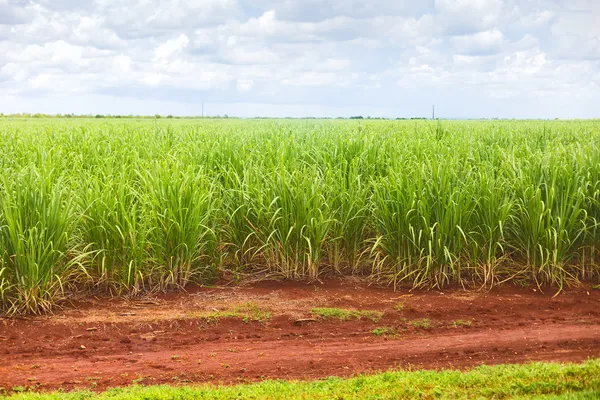 Sugar cane plantation in Cuba — Stock Photo, Image