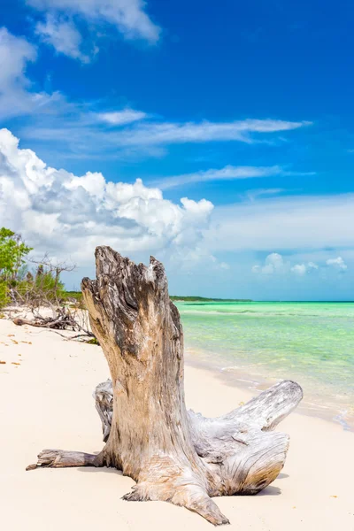 Baumstamm an einem unberührten Strand mit türkisfarbenem Wasser in Kuba — Stockfoto
