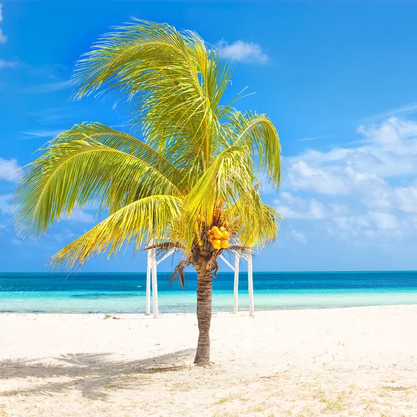 Coqueiro em uma praia tropical em Cuba — Fotografia de Stock