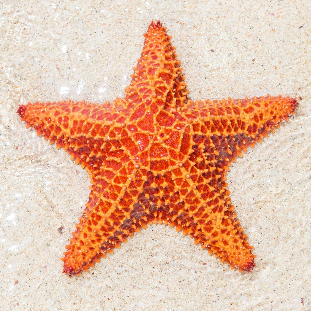 Close-up of a starfish (sea star)