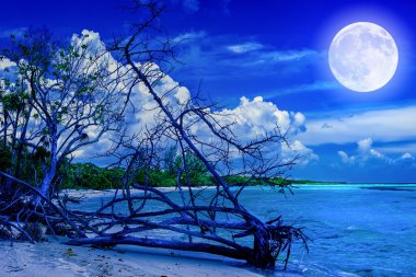 Beach gece dolunay ile