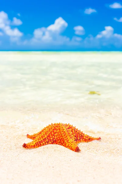 Colorful sea star in the shore of a turquoise sea — Stock Photo, Image