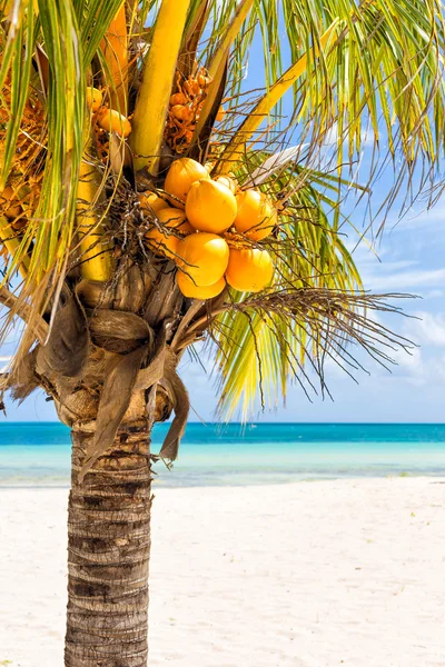 Nahaufnahme einer Kokospalme an einem tropischen Strand in Kuba — Stockfoto