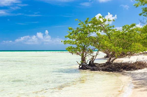 Spiaggia vergine a Cuba — Foto Stock