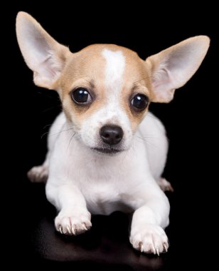 siyah bir arka plan üzerinde döşeme chihuahua köpek
