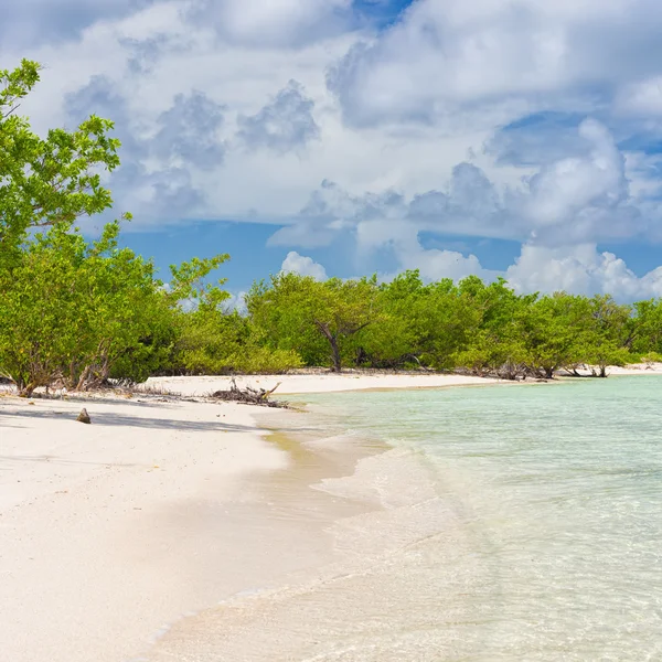 Szűz trópusi strand közelében a víz Coco Key c fák — Stock Fotó