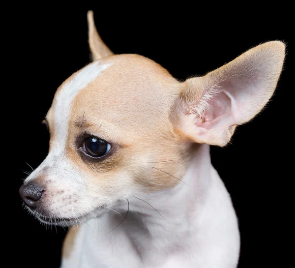 Hoofd van een kleine chihuahua hond geïsoleerd op zwart — Stockfoto