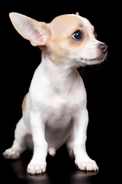 Små chihuahua hund stå isolerade på svart — Stockfoto