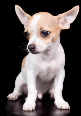 Chihuahua köpek duran siyah bir arka plan