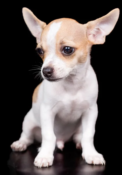 Chihuahua pup staande op een zwarte achtergrond — Stockfoto