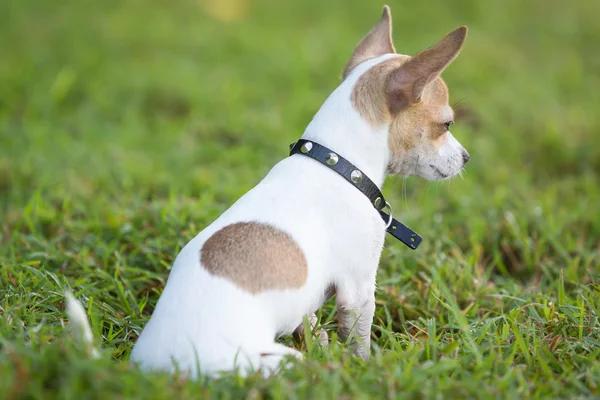 Pequeno cão chihuahua sentado na grama verde — Fotografia de Stock