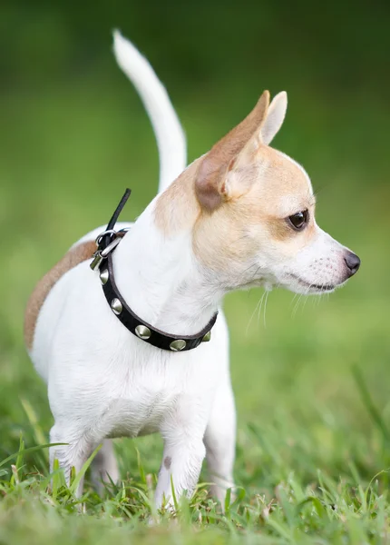 Piccolo cane chihuahua con un'espressione coraggiosa — Foto Stock