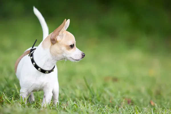 Pequeno cão chihuahua em pé na grama verde — Fotografia de Stock