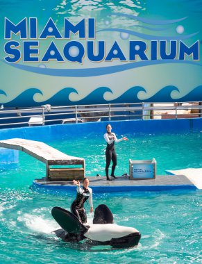 Lolita,the killer whale at the Miami Seaquarium clipart